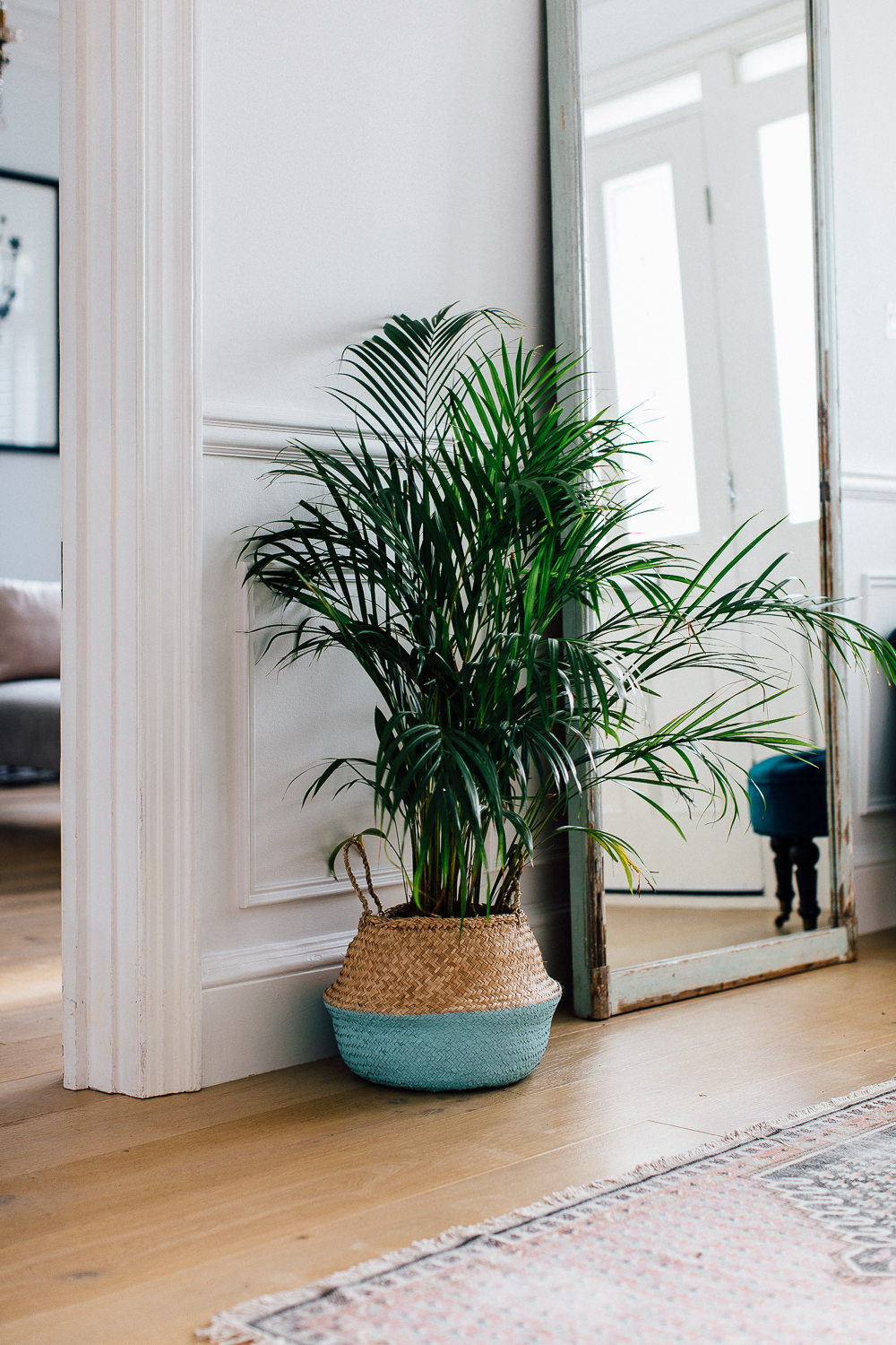 Palm in an entryway