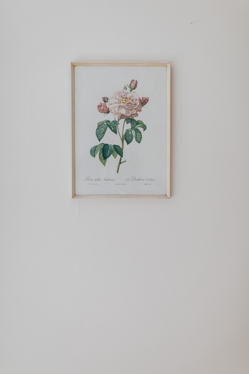 Framed rose print