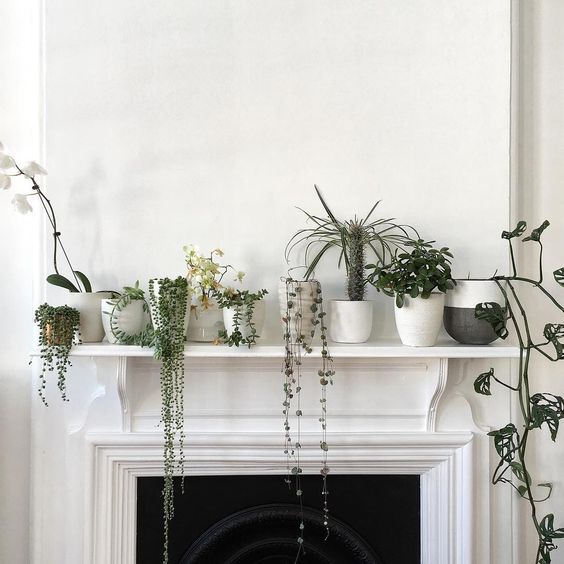 Plants above fireplace
