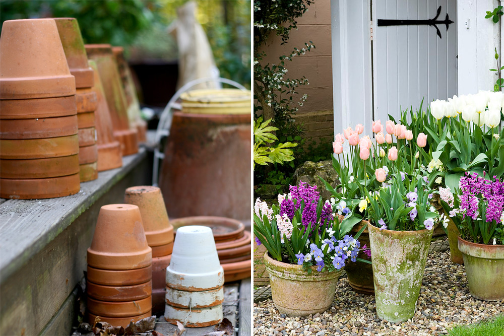 What to do in your garden in March