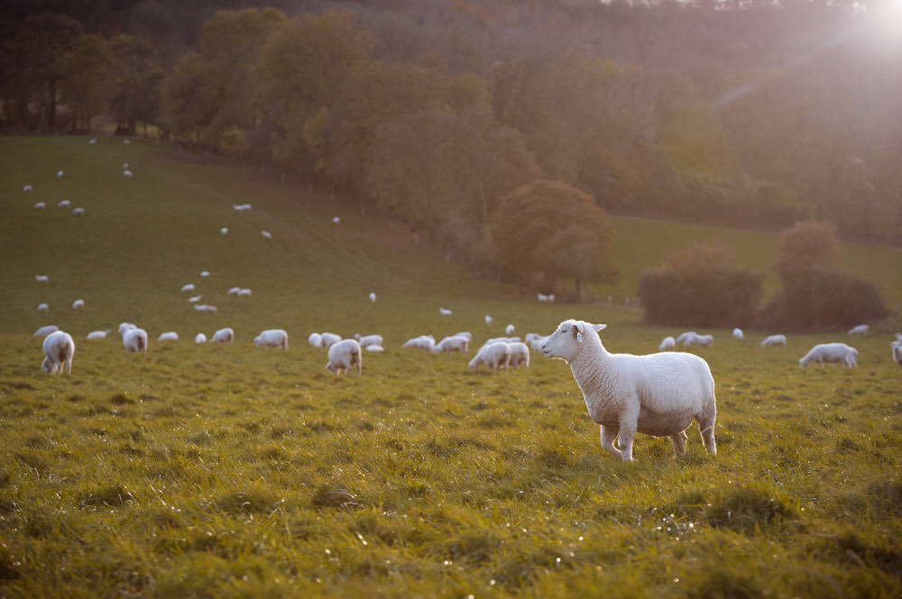 Sheep on the hillside